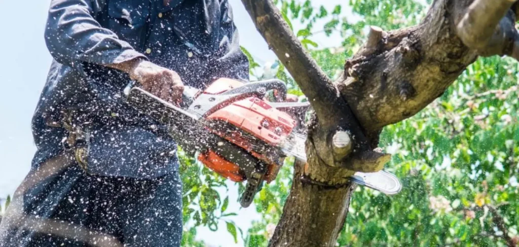 The Importance of Professional Tree Maintenance with Aura Tree Services