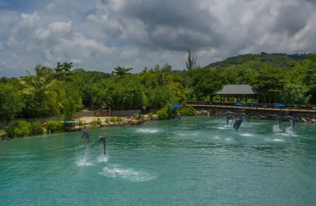 Discovering Dolphin Cove Ocho Ríos A Jamaican Gem You’ll Never Forget