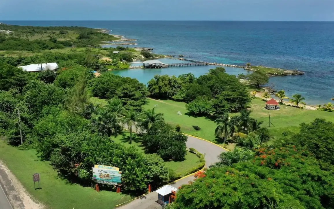Discovering Dolphin Cove Ocho Ríos A Jamaican Gem You’ll Never Forget